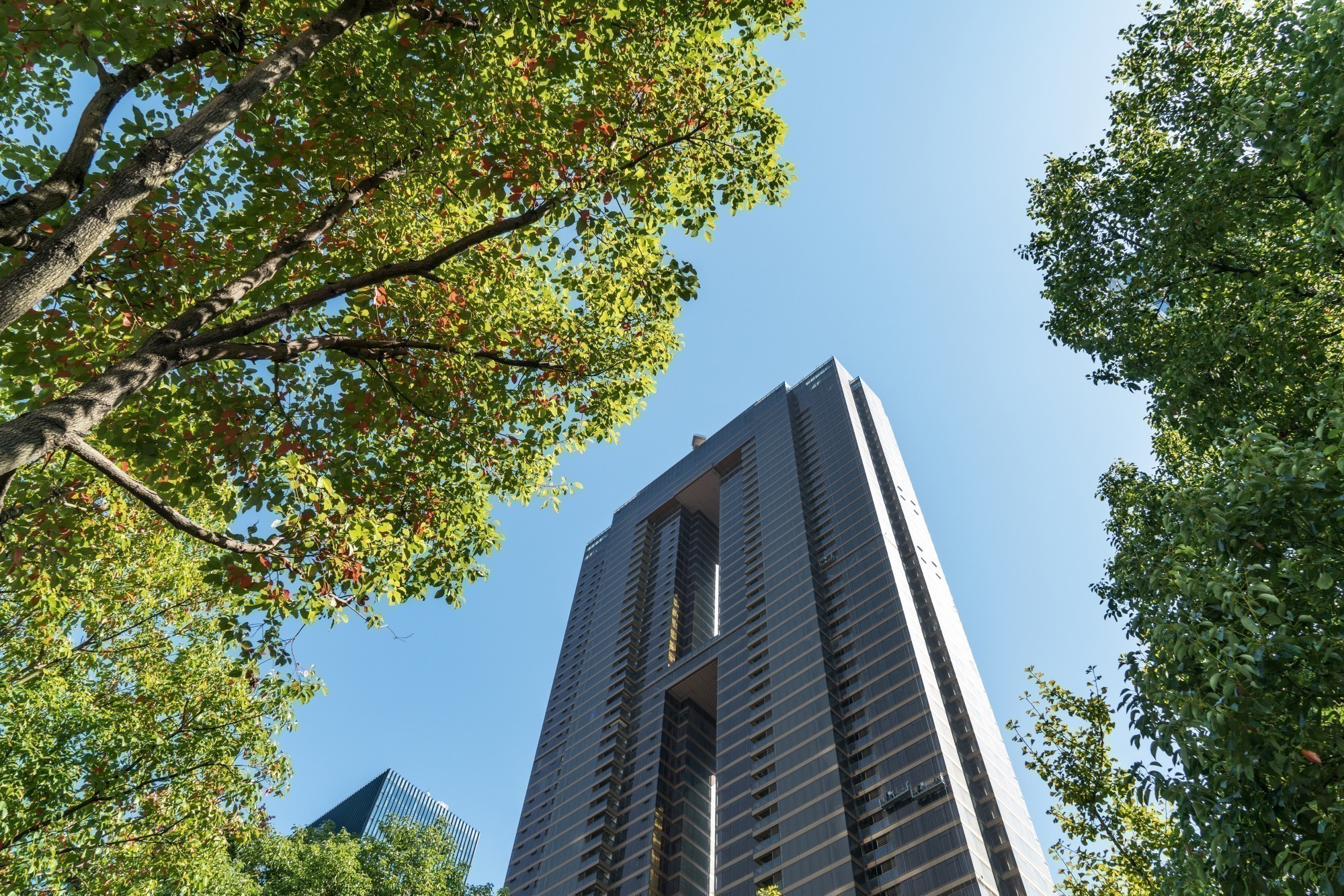 immeuble entouré de végétation